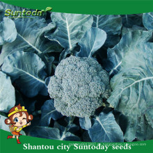 Suntoday semillas de jardín catálogo de verduras F1 comprar semillas orgánicas en línea heriloom semillas de brócoli (A42001)